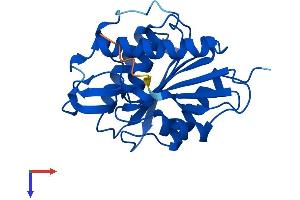 AlphaFold protein structure predicition of Mouse Recombinant Lypla1 Protein, UniprotID P97823