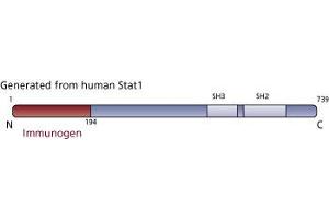 Image no. 3 for anti-Signal Transducer and Activator of Transcription 1, 91kDa (STAT1) (AA 1-194) antibody (ABIN967759)