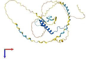 AlphaFold protein structure predicition of Human Recombinant CDKN1C Protein, UniprotID P49918