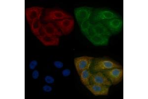 TUBA4A Mouse Monoclonal Antibody staining Hela cells by IF/ICC. (TUBA4A anticorps)