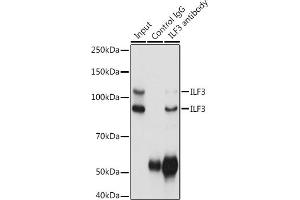 Immunoprecipitation analysis of 300 μg extracts of HeLa cells using 3 μg ILF3 antibody (ABIN3023309, ABIN3023310, ABIN3023311 and ABIN6219571). (Interleukin enhancer-binding factor 3 (ILF3) (AA 1-270) anticorps)
