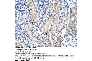 Human kidney (Aprataxin anticorps  (C-Term))