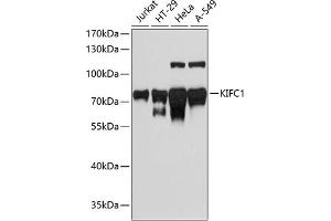 Western blot analysis of extracts of various cell lines, using KIFC1 antibody (ABIN1680592, ABIN3017666, ABIN3017667 and ABIN6220203) at 1:3000 dilution. (KIFC1 anticorps  (AA 1-250))