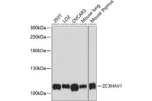 Western blot analysis of extracts of various cell lines using ZC3HAV1 Polyclonal Antibody at dilution of 1:3000. (ZC3HAV1 anticorps)