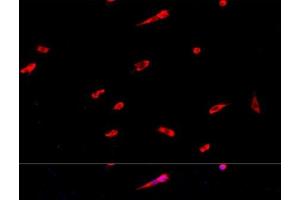Immunofluorescence analysis of PC-12 cells using EIF3J Polyclonal Antibody at dilution of 1:100. (EIF3S1 anticorps)