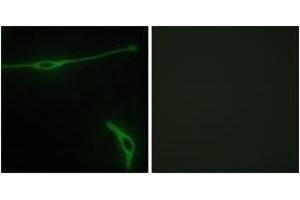 Immunofluorescence analysis of NIH-3T3 cells, using LAMA2 Antibody.