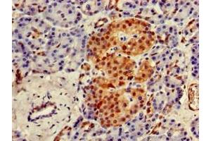 Immunohistochemistry of paraffin-embedded human pancreatic tissue using ABIN7174224 at dilution of 1:100 (Ubiquilin 1 anticorps  (AA 1-300))