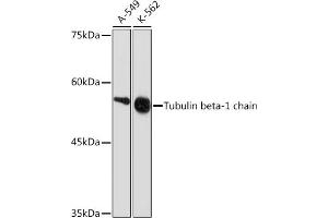 Western blot analysis of extracts of various cell lines, using Tubulin beta-1 chain Rabbit mAb (ABIN7271045) at 1:1000 dilution. (TUBB1 anticorps)