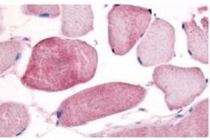 Anti-Cyclin L1/L2 (isoform 2) Antibody - Immunohistochemistry  Affinity Purified anti- Cyclin L1/L2 (isoform 2) antibody was used at a 10 µg/ml to detect cyclin L in a variety of tissues including breast, kidney, liver, lung, skeletal muscle, pancreas, prostate and spleen. (Cyclin-L1 (CCNL2) anticorps)