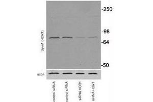Western blot testing of SYVN1 antibody and transiently transfected Neuro2A cells