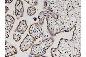anti-Pleckstrin Homology Domain Containing, Family O Member 1 (PLEKHO1) (AA 1-409) antibody
