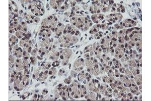 Image no. 3 for anti-V-Ets Erythroblastosis Virus E26 Oncogene Homolog 2 (ETS2) (AA 90-349) antibody (ABIN1491703) (ETS2 anticorps  (AA 90-349))