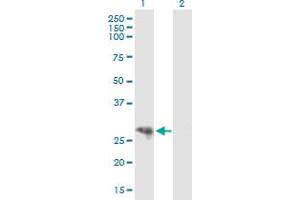 Western Blot analysis of CYP3A43 expression in transfected 293T cell line by CYP3A43 MaxPab polyclonal antibody.