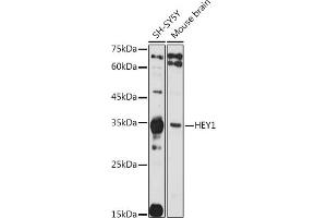 Western blot analysis of extracts of various cell lines, using HEY1 antibody (ABIN7267558) at 1:1000 dilution. (HEY1 anticorps  (AA 50-150))