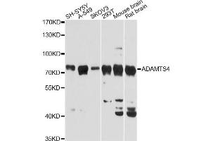 Western blot analysis of extracts of various cell lines, using ADAMTS4 Antibody (ABIN5971356) at 1:3000 dilution. (ADAMTS4 anticorps)