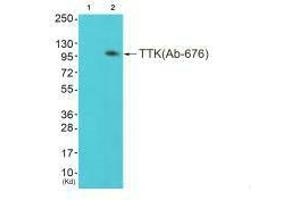 Western blot analysis of extracts from colo cells (Lane 2), using TTK (Ab-676) antiobdy.