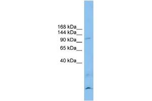 WB Suggested Anti-CLSTN3 Antibody Titration: 0. (Calsyntenin 3 anticorps  (N-Term))