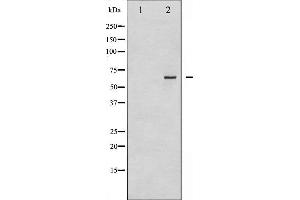 Western blot analysis of CDC25B phosphorylation expression in PMA treated NIH-3T3 whole cell lysates,The lane on the left is treated with the antigen-specific peptide. (CDC25B anticorps  (pSer323))