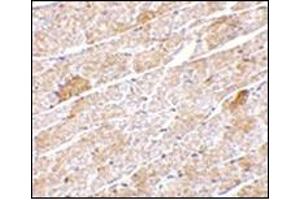 Immunohistochemistry of Neuritin in mouse heart tissue with this product at 5 μg/ml. (NRN1 anticorps  (Center))