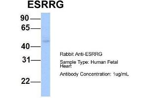 Host: Rabbit Target Name: ESRRG Sample Type: Human Fetal Heart Antibody Dilution: 1. (ESRRG anticorps  (N-Term))