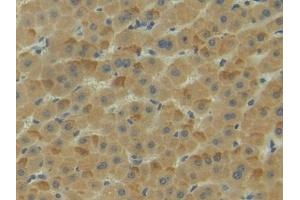Detection of NRP1 in Human Liver Tissue using Polyclonal Antibody to Neuropilin 1 (NRP1) (Neuropilin 1 anticorps  (AA 646-814))