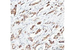 IHC analysis of PTGES2/Gbf1 using anti-PTGES2/Gbf1 antibody (ABIN7599616).