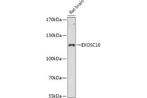 Western blot analysis of extracts of Rat brain, using EXOSC10 antibody (ABIN7267062) at 1:1000 dilution. (EXOSC10 anticorps  (AA 586-885))