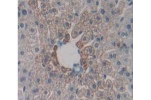IHC-P analysis of Mouse Tissue, with DAB staining. (CD40 anticorps  (AA 26-193))
