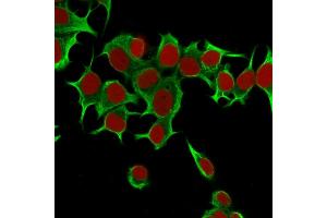 Immunofluorescence Analysis of MCF-7 cells labeling Cytokeratin 19 with Cytokeratin 19 Mouse Monoclonal Antibody (KRT19/799) Conjugated with CF488 (Green).