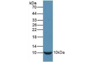Detection of Recombinant INS, Mouse using Polyclonal Antibody to Insulin (INS) (Insulin anticorps  (AA 90-110))