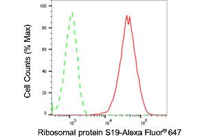 Flow cytometric analysis of ribosomal protein S19 expression in C2C12 cells using ribosomal protein S19 antibody (ABIN7800221), 1:2,000). (Recombinant RPS19 anticorps)