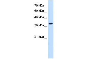 IDH3A antibody used at 1. (IDH3A anticorps)