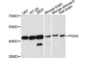 Western blot analysis of extracts of various cell lines, using PGA5 antibody. (PGA5 anticorps)