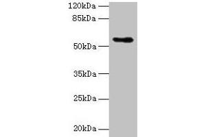 Western blot All lanes: Csad antibody at 12 μg/mL + NIH/3T3 whole cell lysate Secondary Goat polyclonal to rabbit IgG at 1/10000 dilution Predicted band size: 56 kDa Observed band size: 56 kDa (CSAD anticorps  (AA 1-493))
