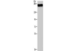 Western Blotting (WB) image for anti-Bromodomain Containing 4 (BRD4) antibody (ABIN2434238)