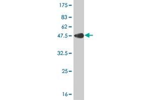 Western Blot detection against Immunogen (42.
