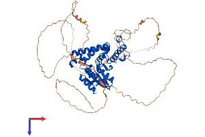 AlphaFold protein structure predicition of Human Recombinant EYA2 Protein, UniprotID O00167