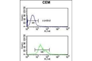 S39A8 Antibody (Center) (ABIN653308 and ABIN2842807) flow cytometric analysis of CEM cells (bottom histogram) compared to a negative control cell (top histogram).