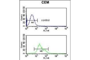 S39A8 Antibody (Center) (ABIN653308 and ABIN2842807) flow cytometric analysis of CEM cells (bottom histogram) compared to a negative control cell (top histogram). (SLC39A8 anticorps  (AA 218-246))