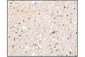 Immunohistochemistry of NADE in human brain tissue with this product at 2 μg/ml.