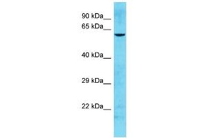 Host: Rabbit Target Name: HHLA1 Sample Type: Hela Whole cell lysates Antibody Dilution: 1.