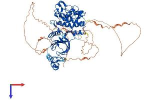 AlphaFold protein structure predicition of Mouse Recombinant Dyrk4 Protein, UniprotID Q8BI55