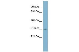SCO1 antibody used at 1 ug/ml to detect target protein. (SCO1 anticorps)