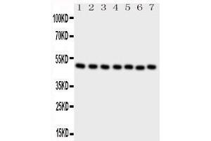 Western Blotting (WB) image for anti-C-terminal Binding Protein 2 (CTBP2) (AA 429-445), (C-Term) antibody (ABIN3044439) (CTBP2 anticorps  (C-Term))