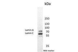 Image no. 2 for anti-Lamin A/C (LMNA) antibody (ABIN959427) (Lamin A/C anticorps)