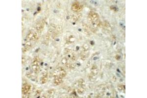 Immunohistochemical staining of mouse brain cells with VASH1 polyclonal antibody  at 5 ug/mL.