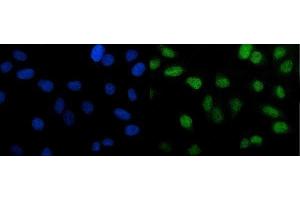 IF analysis of PTBP2 using anti-PTBP2 antibody (ABIN7599454). (PTBP2 anticorps  (AA 1-504))