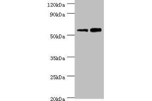 Western blot All lanes: Non-syndromic hearing impairment protein 5 antibody at 10 μg/mL Lane 1: Hela whole cell lysate Lane 2: HepG2 whole cell lysate Secondary Goat polyclonal to rabbit IgG at 1/10000 dilution Predicted band size: 55, 11, 37 kDa Observed band size: 55 kDa (Non-Syndromic Hearing Impairment Protein 5 (GSDME) (AA 1-260) anticorps)