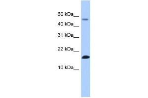 LYZL6 antibody used at 1 ug/ml to detect target protein. (LYZL6 anticorps  (N-Term))