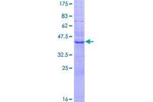 Image no. 1 for SEC11 Homolog A (SEC11A) (AA 1-179) protein (GST tag) (ABIN1319385)